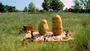 POTATO 'Picknick'